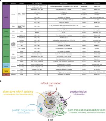 Neoepitopes in Type 1 Diabetes: Etiological Insights, Biomarkers and Therapeutic Targets